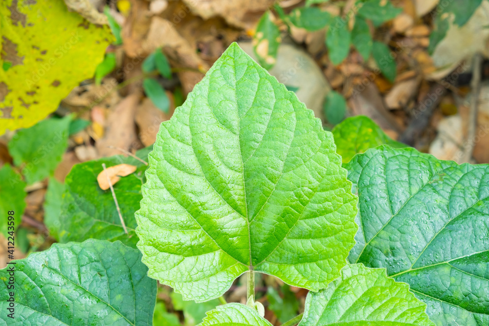 The heart-shaped green leaves are naturally occurring. Heart-shaped leaves with green jagged edges. The heart-shaped green leaves are naturally occurring. Heart-shaped leaves with green jagged edges.