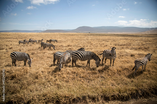 Group of zebras in the savannah