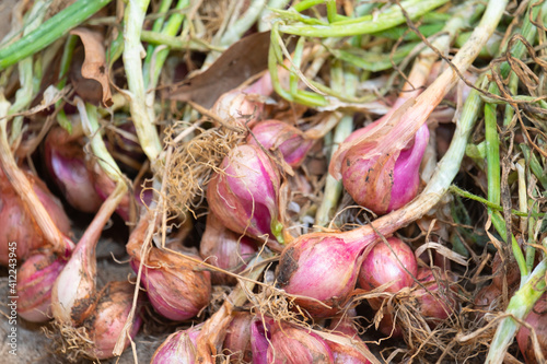 Shallots collected new have not been dried.