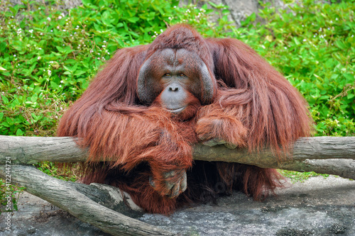 Fototapeta Orangutan In Zoo.