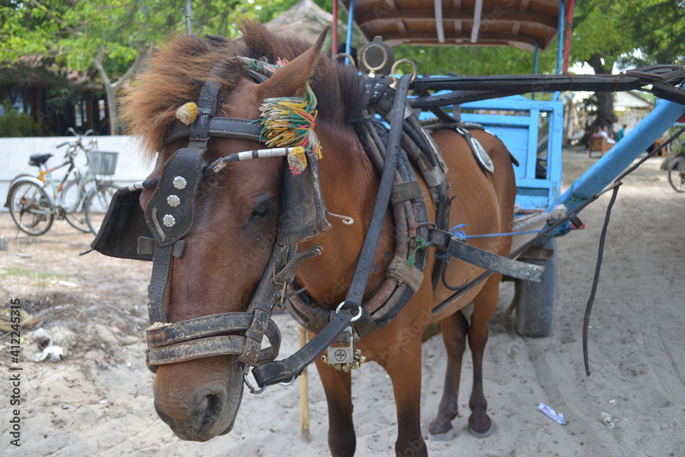 horse and rider