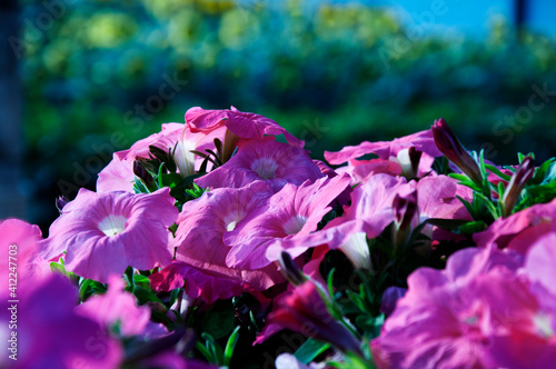 Organic farm with Easy Wave Coral Reef petunia flowers. Beautiful petunia flower in the garden.