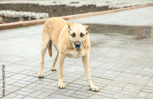 Homeless dog on city street. Abandoned animal © New Africa