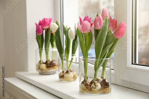 Beautiful tulips with bulbs on window sill indoors #412248197