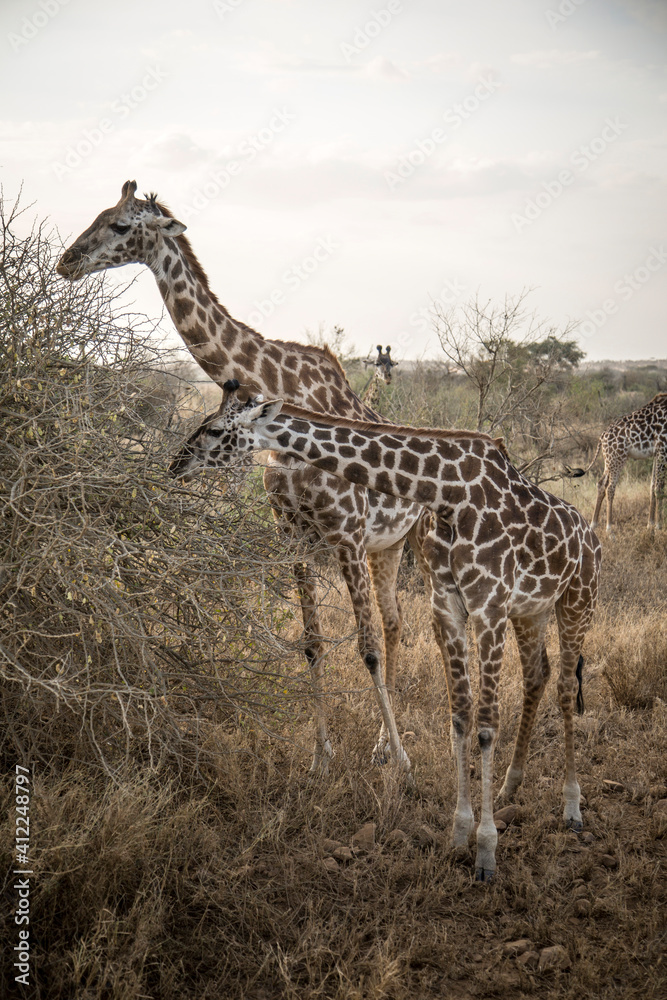 Two giraffes eating from the tree
