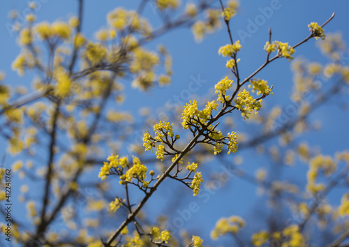 Flowering dogwood branches, yellow small flowers against a blue sky. Spring season. Sunny day. Spring joy