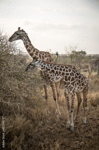 Two giraffes eating from the tree