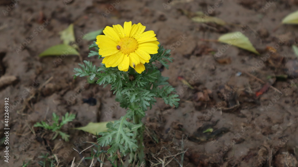 yellow flowers in the garden