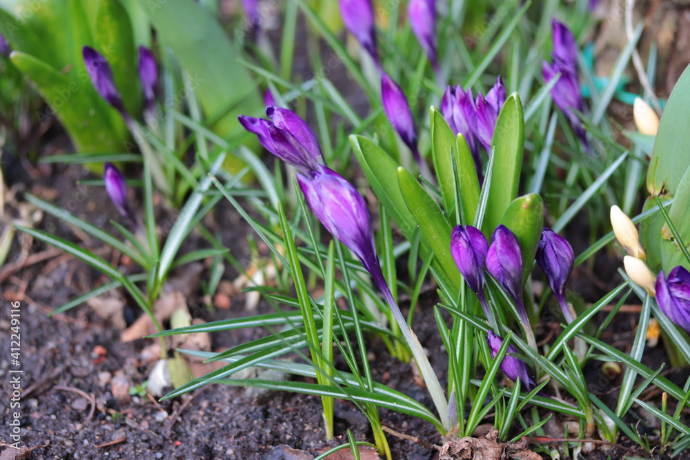 Spring purple crocus flowers, beautiful spring background Spring purple crocus flowers, beautiful spring background