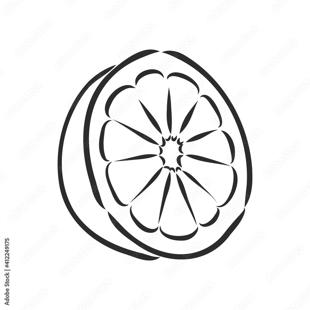 Hand drawn vector lemon slice, piece, on light background. lemon, vector sketch illustration Hand drawn vector lemon slice, piece, on light background. lemon, vector sketch illustration