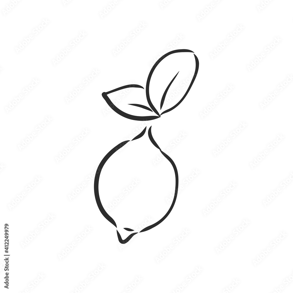 Hand drawn vector lemon slice, piece, on light background. lemon, vector sketch illustration Hand drawn vector lemon slice, piece, on light background. lemon, vector sketch illustration