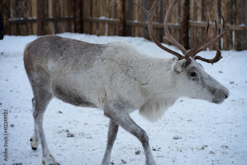 reindeer in winter in the corral