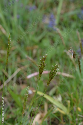 sweet grass or holy grass, Hierochloe odorata, mannagrass, Anthoxanthum odoratum, Muhlenbergia filipes photo