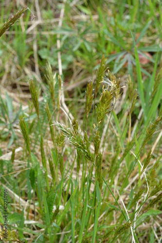 sweet grass or holy grass, Hierochloe odorata, mannagrass, Anthoxanthum odoratum, Muhlenbergia filipes photo