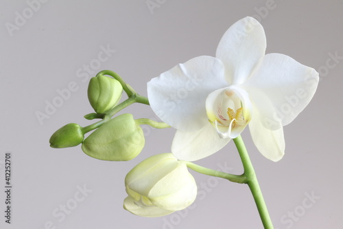 Beautiful decorative tropical flower orchid close-up.