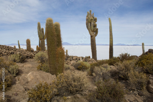 cactus in the salt desert photo