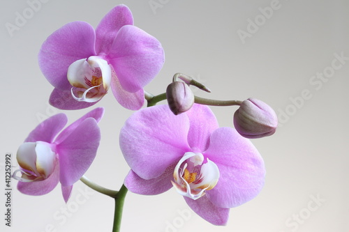 Beautiful decorative tropical flower orchid close-up.