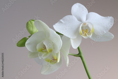 Beautiful decorative tropical flower orchid close-up.