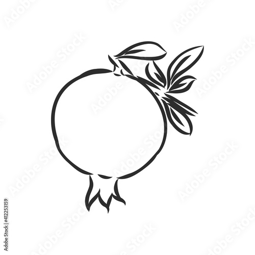 fruit pomegranate set hand drawn vector illustration realistic sketch. garnet vector sketch illustration