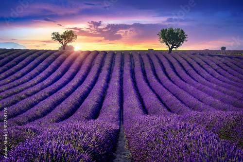 Beautiful lavender field at sunset.