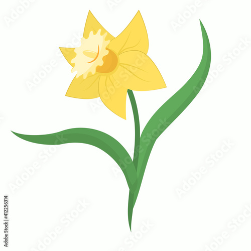 yellow daffodil flower on white background