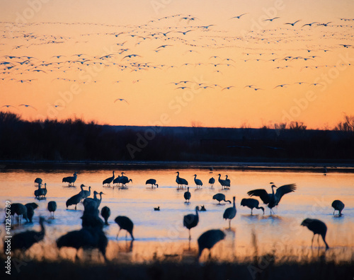 Sandhill Cranes