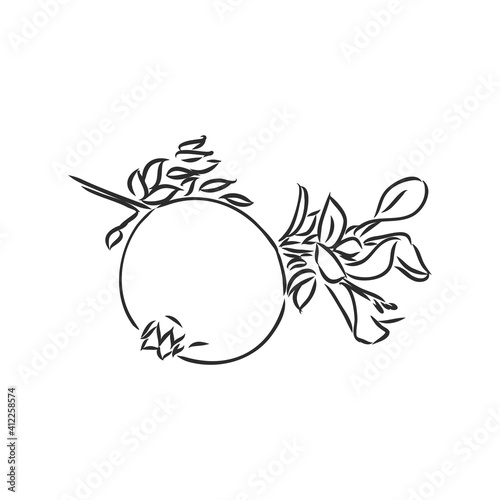 fruit pomegranate set hand drawn vector illustration realistic sketch. garnet vector sketch illustration