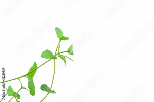 Green peppermint fresh several branches with bright leaves on white background with place for text macro