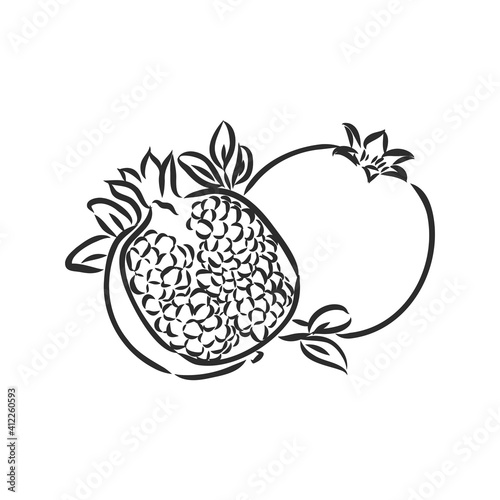 fruit pomegranate set hand drawn vector illustration realistic sketch. garnet vector sketch illustration