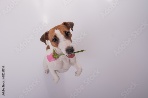Top view of a funny dog with a pink rose in his mouth on a white background. Wide angle.