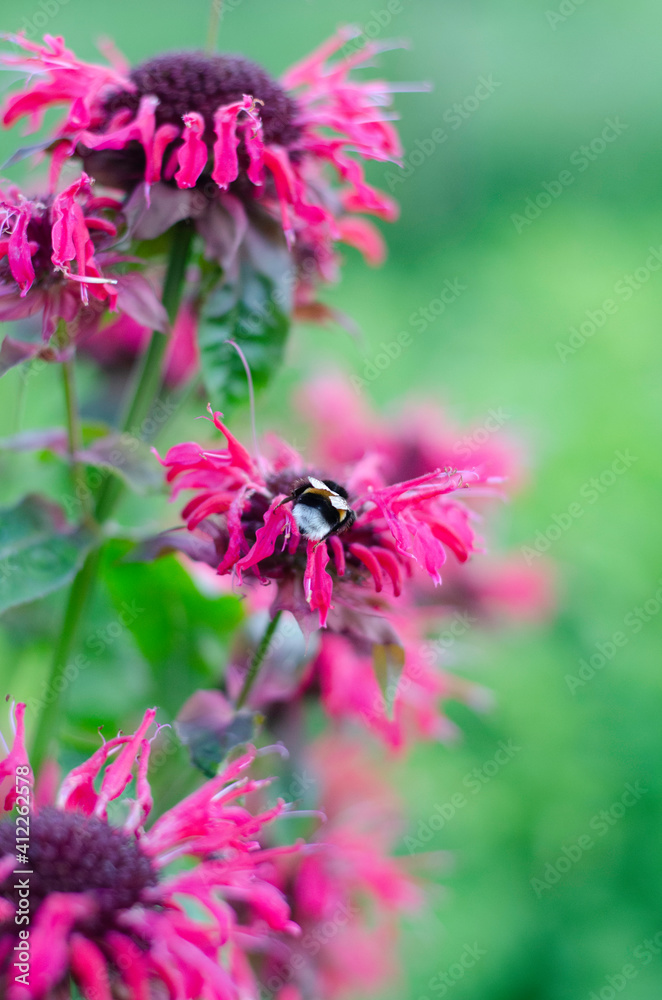 Bumblebee on red daisy Bumblebee on red daisy