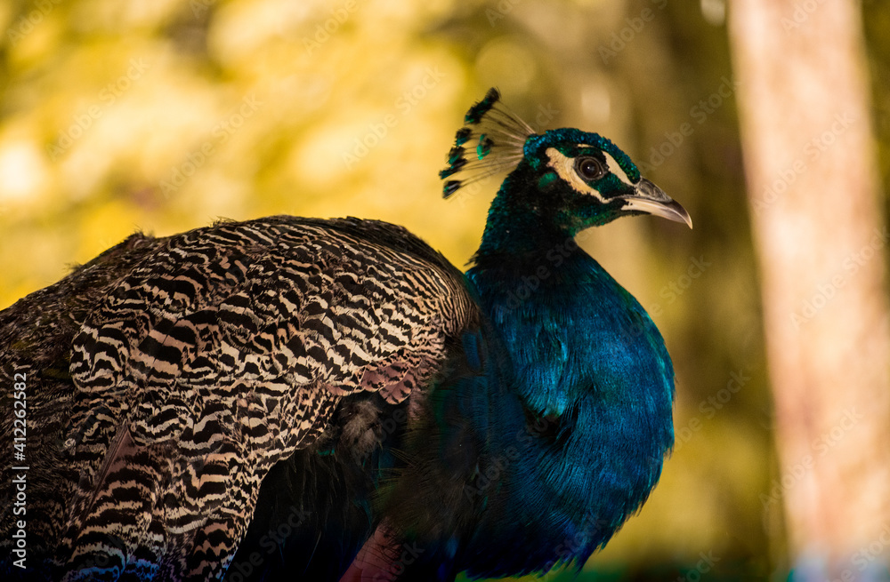 Fototapeta premium amazing peacock