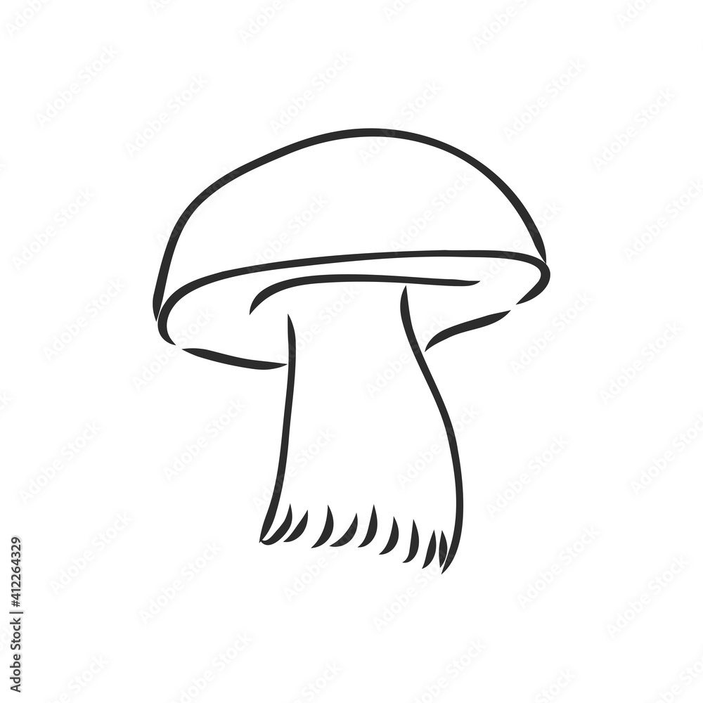 vector hand drawing of wild mushrooms. forest white mushroom vector sketch illustration vector hand drawing of wild mushrooms. forest white mushroom vector sketch illustration