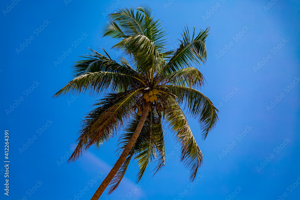 Palm tree under the blue sky