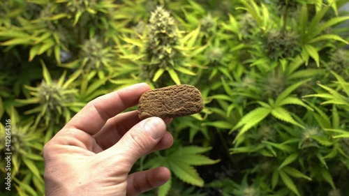 Europe, Italy , Milan - Weed marijuana plants cbd and  hashish thc drug - more and more young millennials use joint drugs during the Covid-19 Coronavirus epidemic - rolling  a joint to smoke 