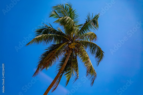 Palm tree under the blue sky