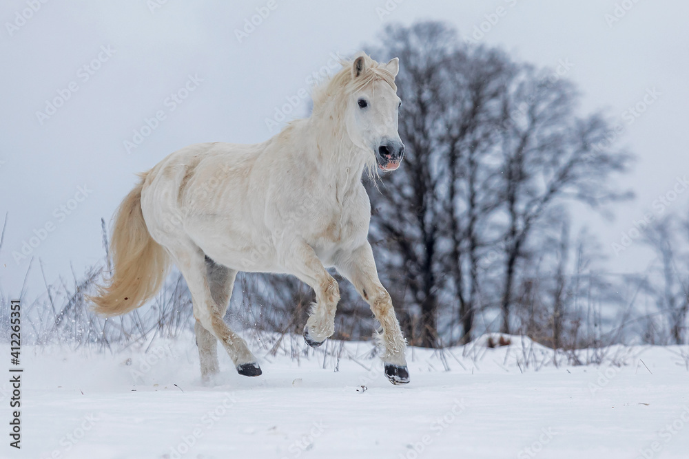 Fototapeta premium male white horse gallops the snowy landscape