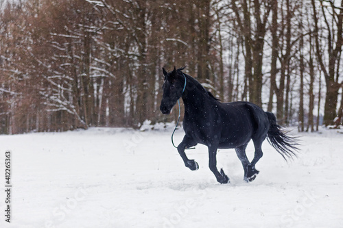 male Friesian horse running across a snowy pasture