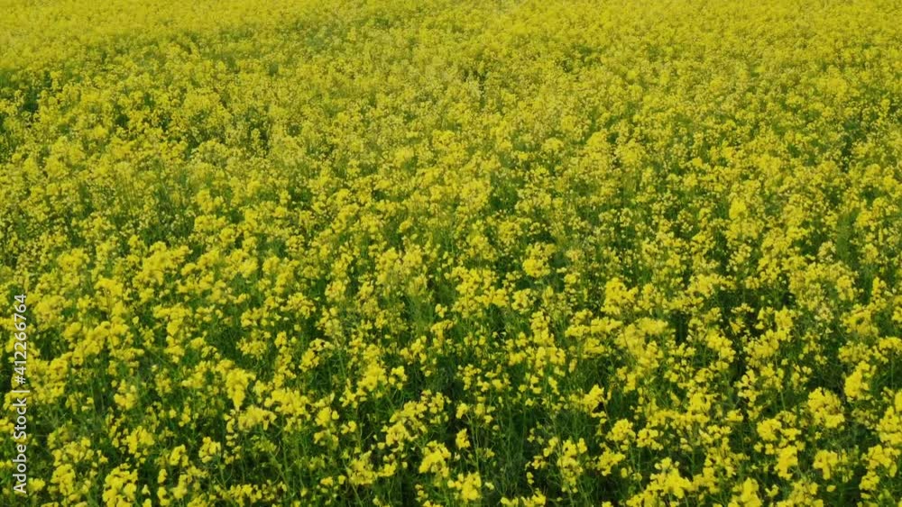 Low altitude flight over blooming rapeseed field. Aerial footage. Low altitude flight over blooming rapeseed field. Aerial footage.