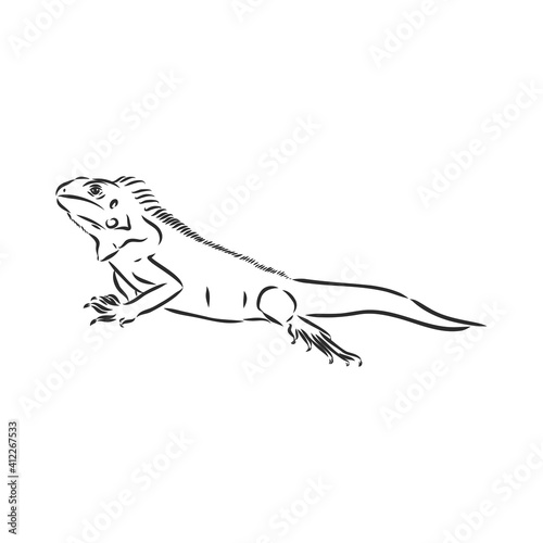 Sketch of iguana. Hand drawn illustration converted to vector. iguana vector sketch illustration