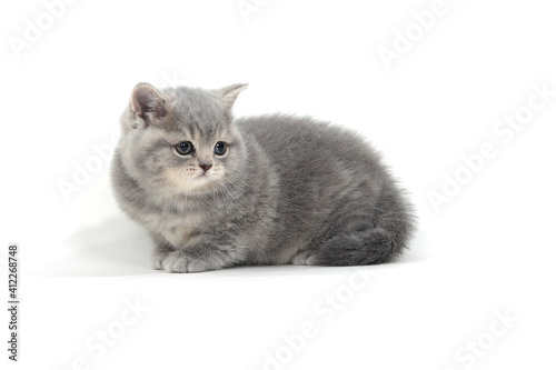 Purebred kitten on a white background 