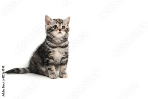 Purebred kitten on a white background 