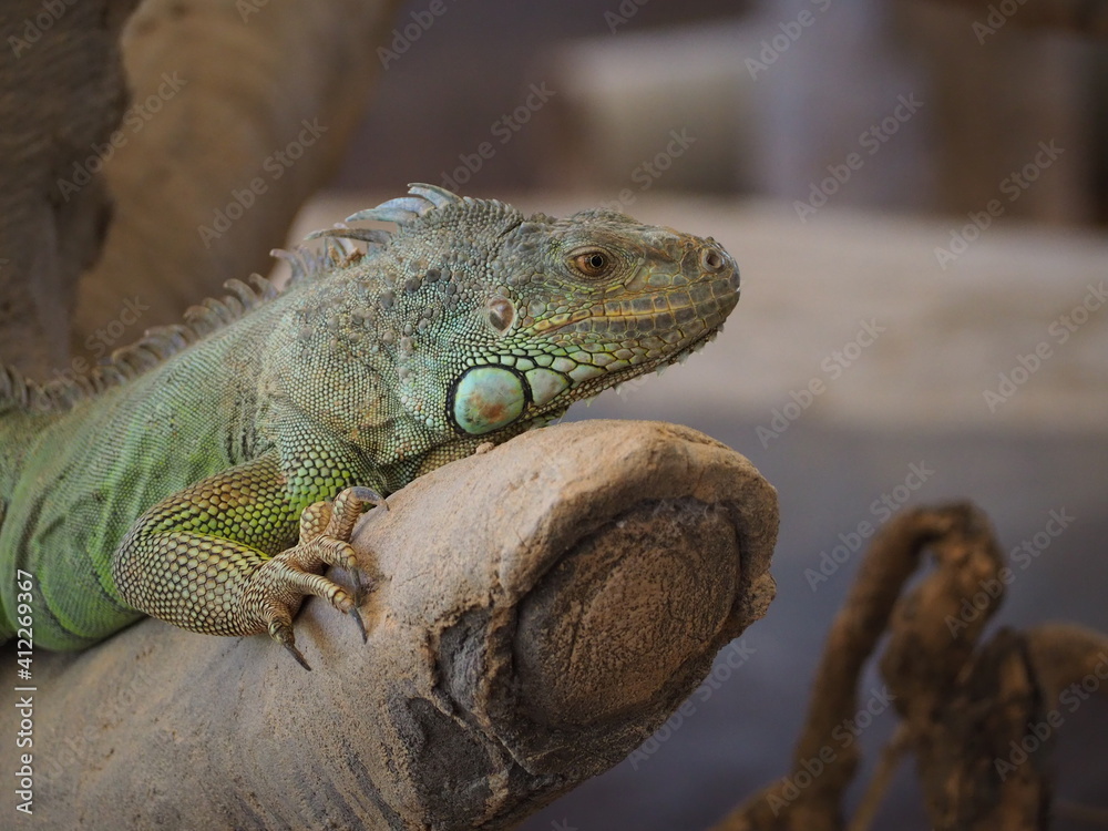 Fototapeta premium Animal at Sukhothai zoo, Sukhothai, Thailand.