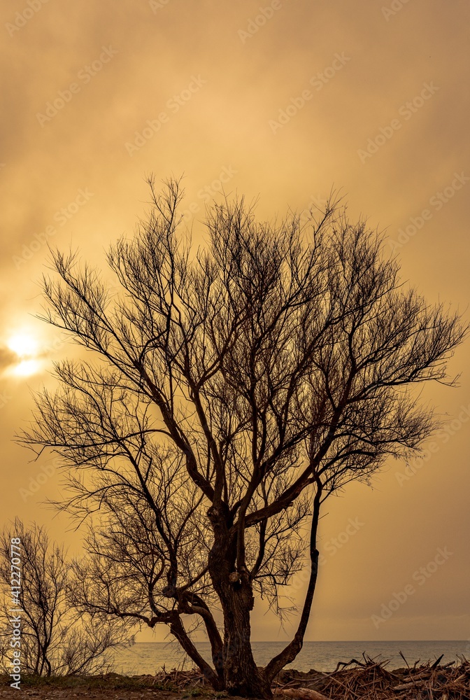 Bare tree with sea in the background and sky with haze Bare tree with sea in the background and sky with haze