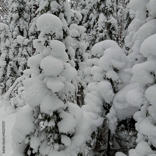 The fir trees are covered with snow