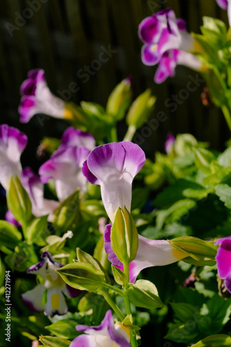 Purple Torenia under sunlight