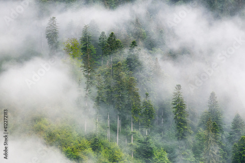Foggy forest in the mountains. Landscape with trees and mist. Landscape after...