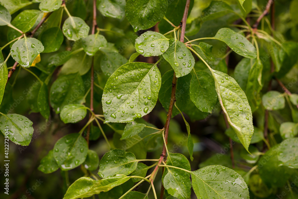 Wallpaper green leaves in the rain. Wallpaper green leaves in the rain.
