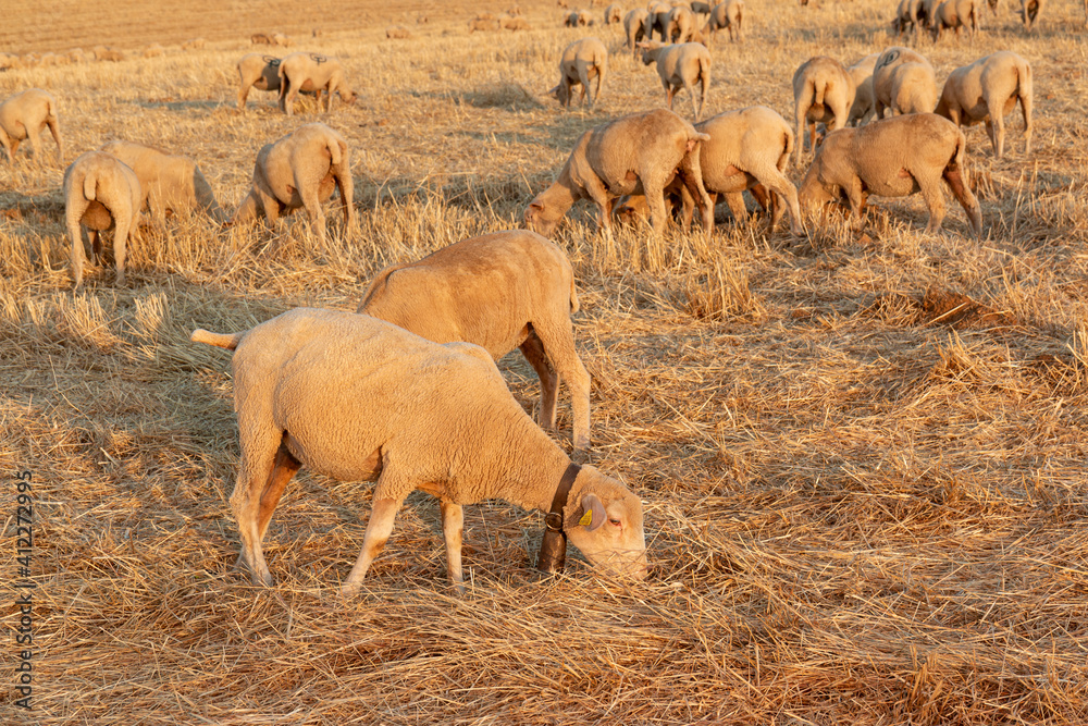 Obraz premium Sheep grazing in the fields of Andalusia