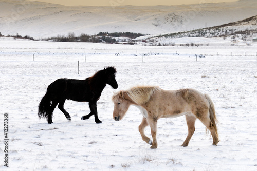 black and white horses in a snowy field © Matteo
